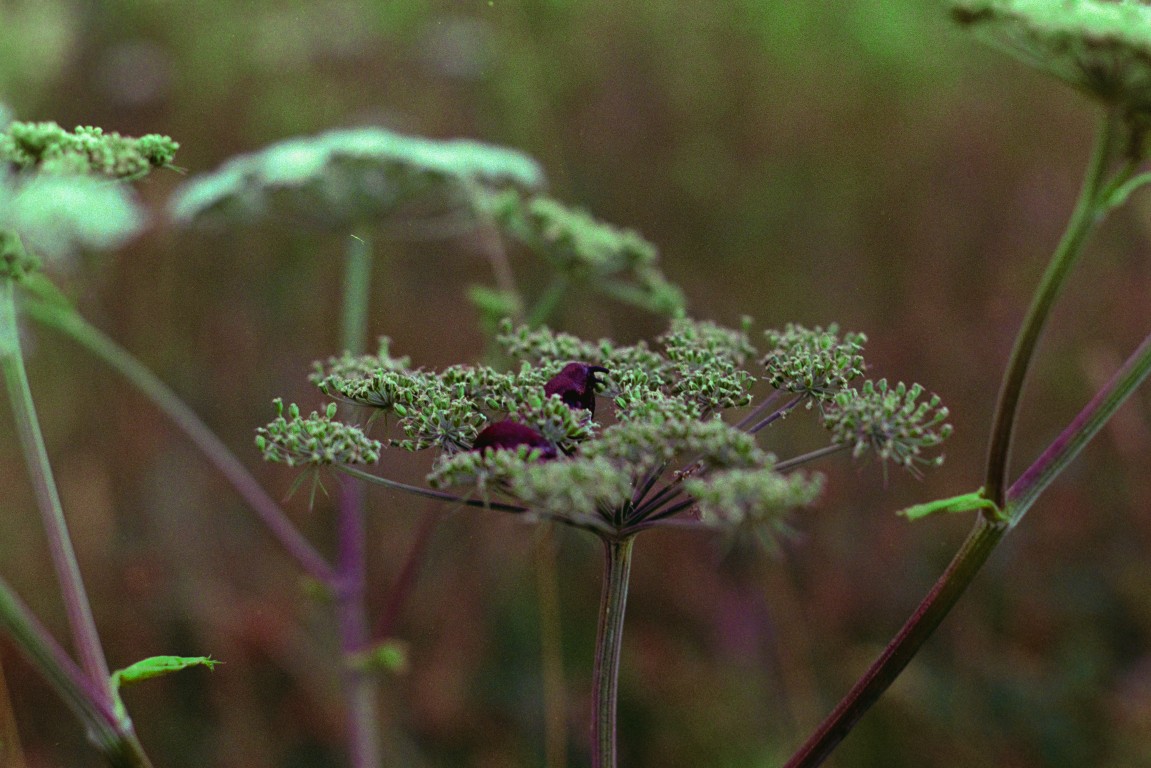 a slug on a flower